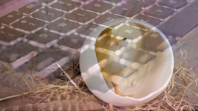 Курица или яйцо؟ Наука снова подтверждает Библию смотреть онлайн