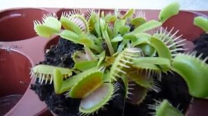 Цветок который ест мух Венерина Мухоловка ( Dionaea muscipula)