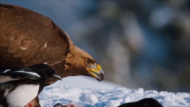 Planet Earth II | The Golden Eagle смотреть онлайн