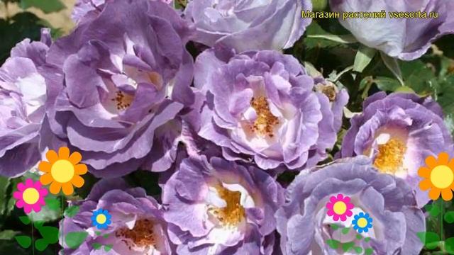 Роза флорибунда Блю фо ю. Краткий обзор, описание характеристик, где купить саженцы Blue for you смотреть онлайн