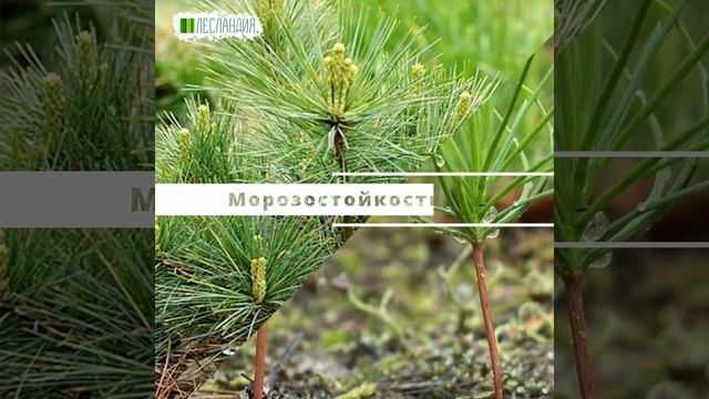 Сосна обыкновенная Сиверен, Семена смотреть онлайн