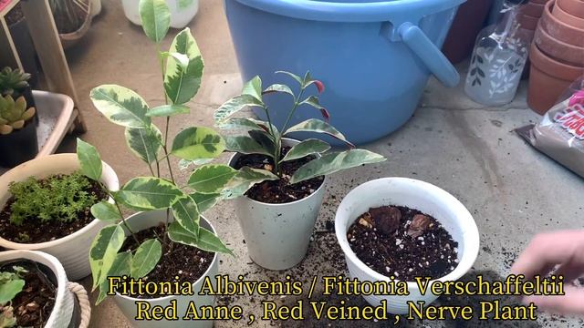 Picara Golden King Chinese Croton | Fittonia Red Veined | Ficus Weeping Fig | 植物 | Be ben смотреть онлайн