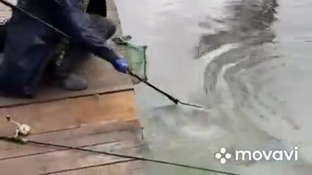 Поимки форели . Ольгово. смотреть онлайн