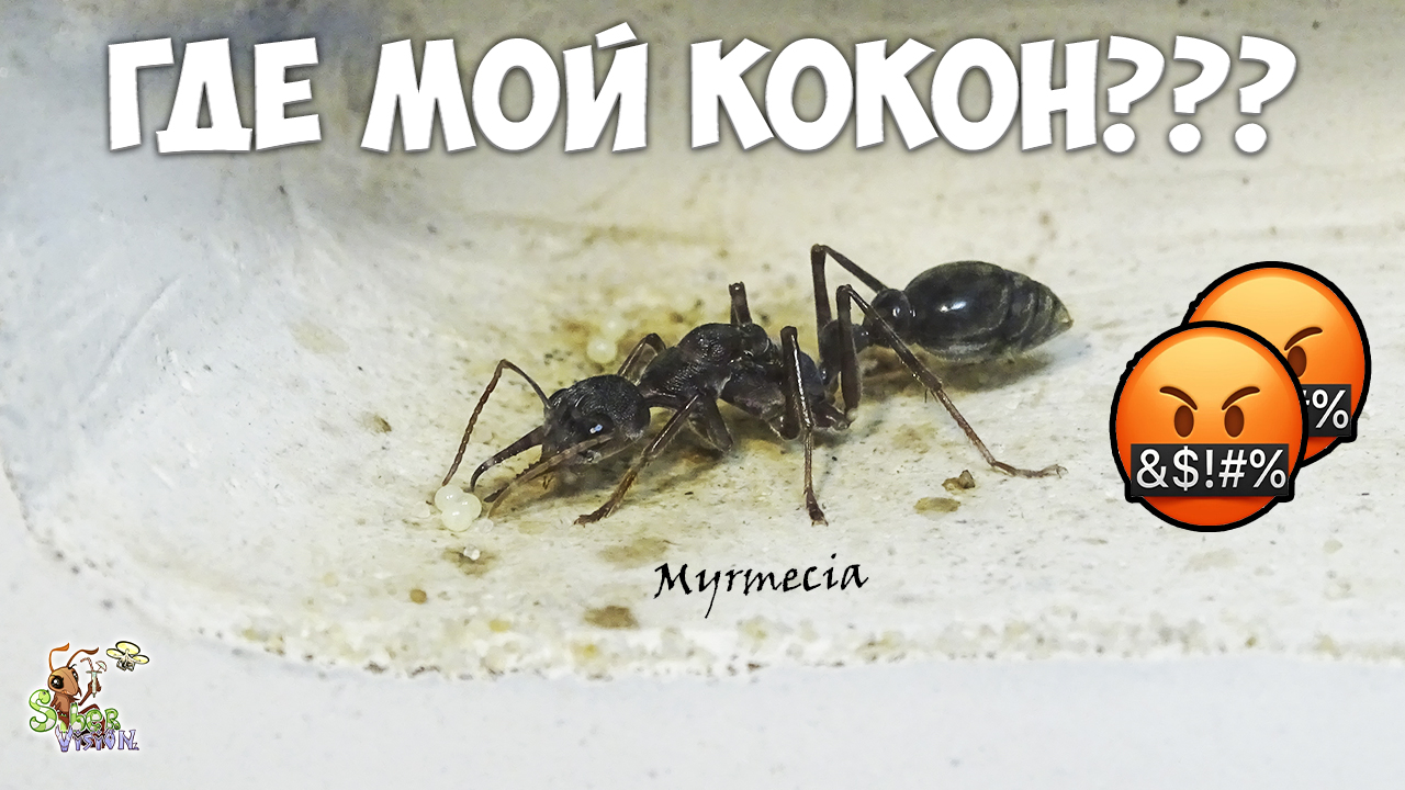 Мирмеция вскрыла кокон, готов её разорвать ● Myrmecia pyriformis смотреть онлайн