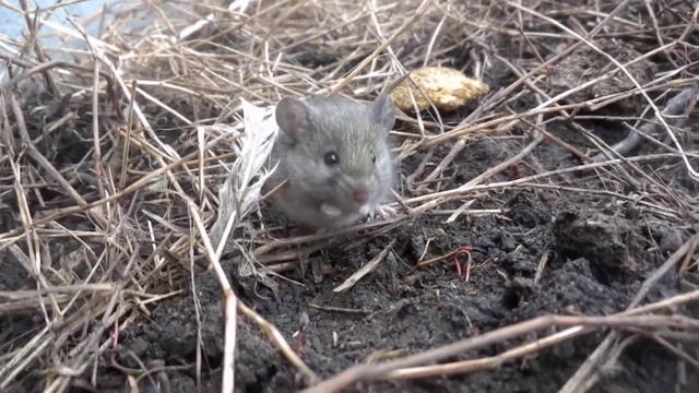мышь умываеться смотреть онлайн