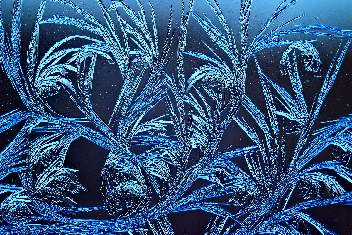 Цветы на стекле