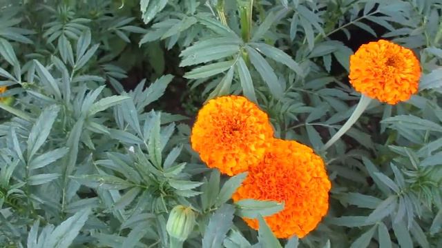 Продолжается цветение июль 2018 смотреть онлайн