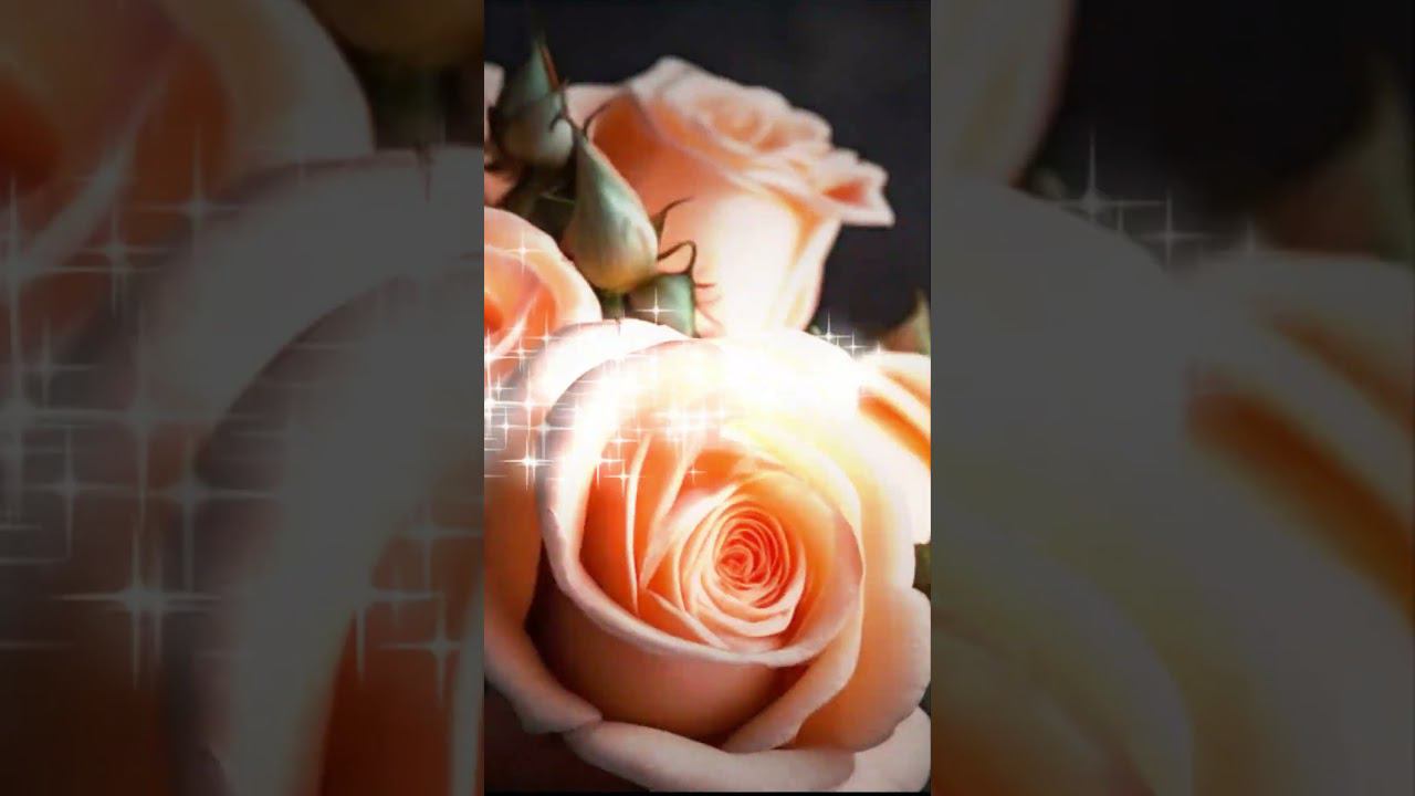 С днём рождения в августе! #красивоепоздравление #сднемрожденияженщине #shortvideo смотреть онлайн