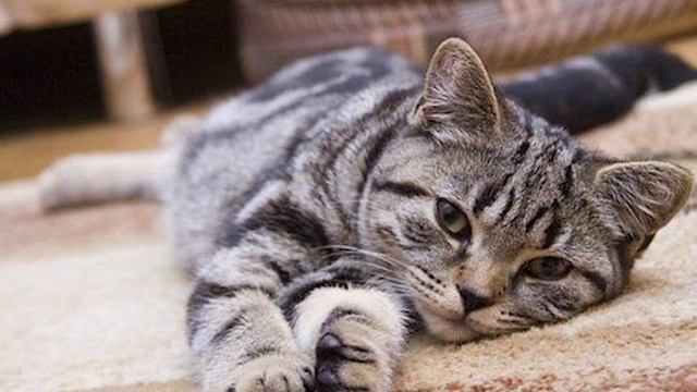 Часто болеете и плохо себя чувствуете?! Вот 5 вещей и бытовые привычки, которые стоит исправить смотреть онлайн