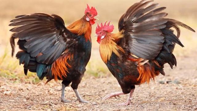 2021 год кричащего Петуха смотреть онлайн