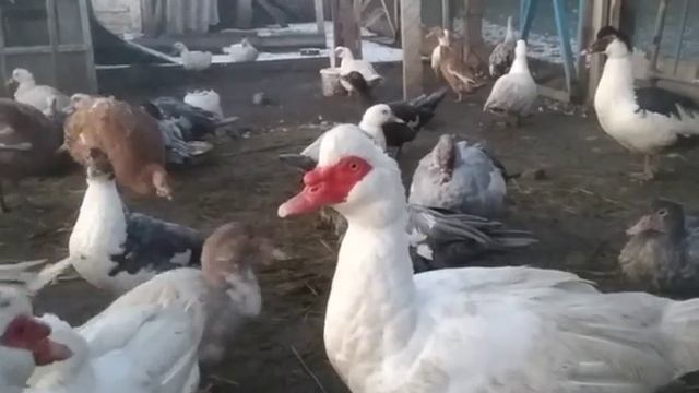 СОБИРАЮ ЯЙЦА ВЕДРАМИ!! БОРКОВСКАЯ БАРВИСТАЯ ПОРОДА КУР.ОТЗЫВ О ПОРОДЕ. 27 грудня 2020 р. смотреть онлайн