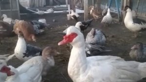 СОБИРАЮ ЯЙЦА ВЕДРАМИ!! БОРКОВСКАЯ БАРВИСТАЯ ПОРОДА КУР.ОТЗЫВ О ПОРОДЕ.  27 грудня 2020 р.