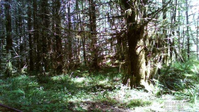 Wildlife Camera on Vancouver Island (with mystery animal...Cougar kitten? Marten? ____?) смотреть онлайн