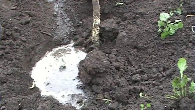 ХУРМА новые посадки исправление старых ошибок смотреть онлайн