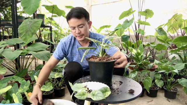 ແຍກລູກໄມ້ Rare “ບອນ Alocasia Silver  Dragon Aurea ດ່າງເຫຼືອງ. แยกลูกไม้แรร์ หายาก | S Gardenhome