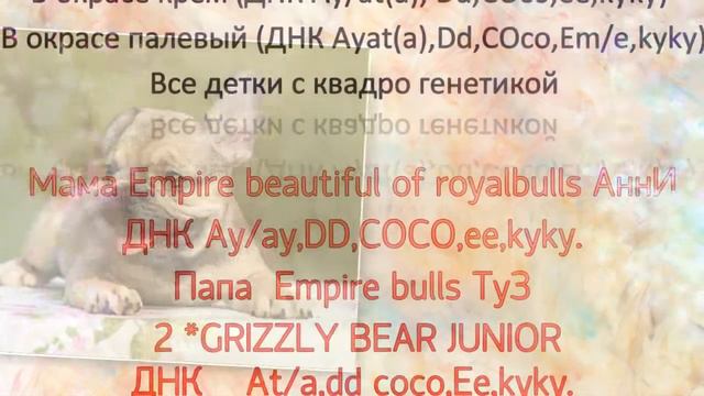 щенки француза смотреть онлайн