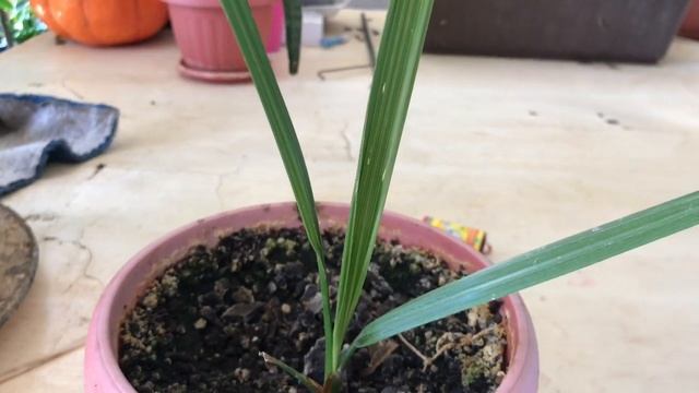 Просроченные семена баклажан. Финики из косточек. Рассада помидор. смотреть онлайн