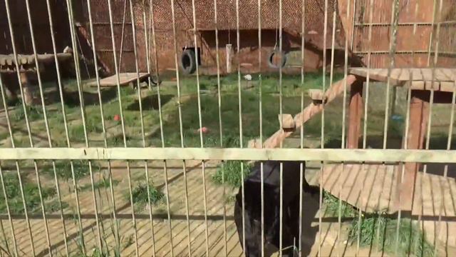 Брутальный ягуар Брабус съел мясо за двоих🥩🐾 ПАРК ЗЕМЛЯ ПРАЙДА 🌿 смотреть онлайн