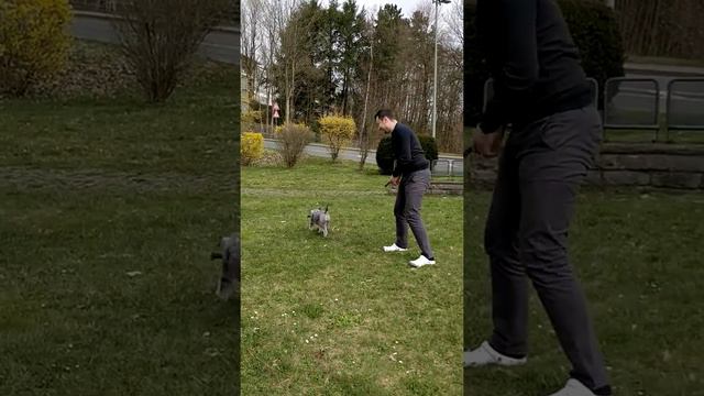 Вот как надо с собакой играть смотреть онлайн