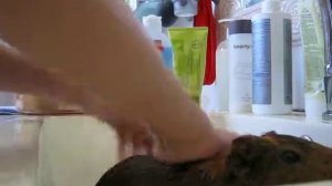 Как мыть морскую свинку