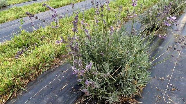 Harvesting Folgate & Melissa Lilac Lavender | The Eliot Estate смотреть онлайн