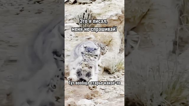 Жизнь ИТшника