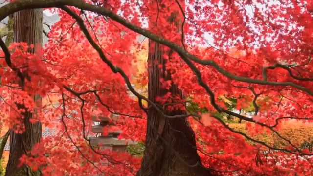 Relax And Focus: Beautiful Piano, Cello, Guitar & Violin Autum Music For Studying And Meditation