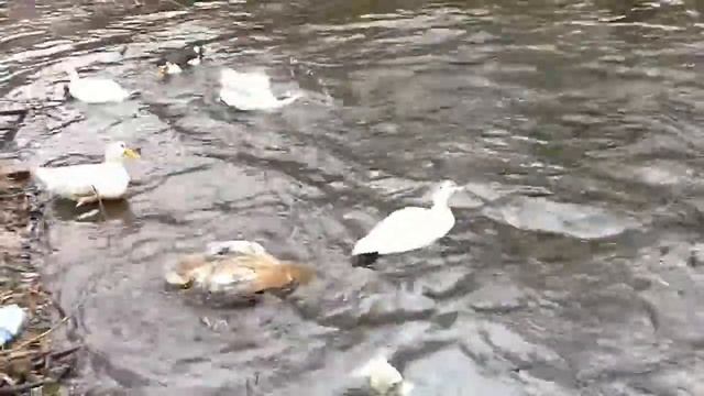 утки Брачный танец на пруду!!! смотреть онлайн