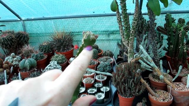 Overwintering Cactus Plants Vlog 2 - Hylocereus, Selenicereus, Peniocereus - Dragon Fruit Cacti смотреть онлайн