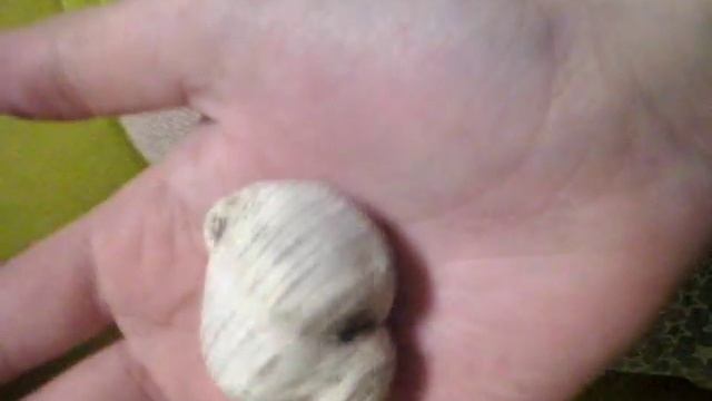 Ракушки смотреть онлайн