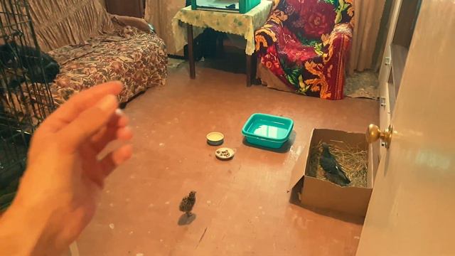Я НАУЧИЛСЯ УБИРАТЬ КОМНАТУ ПО ЩЕЛЧКУ ПАЛЬЦА! смотреть онлайн