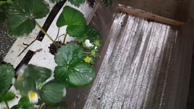 Обильное цветение клубники через 3 недели от высадки. смотреть онлайн