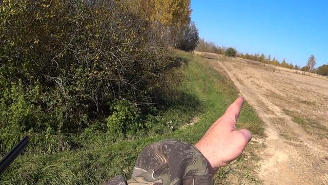 Осенняя охота на серую куропатку с подхода. Попробуй попади! Тарелочники отдыхают! смотреть онлайн