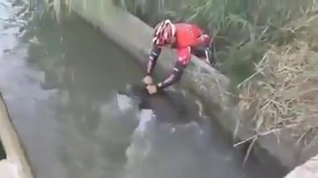 Осенью кабаны обычно клюют на велосипеды. Или особенности кабанячьей рыбалки. смотреть онлайн