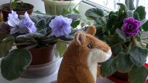 Хомяк-повторюшка Стихотворение новогоднее.  На пушистых мягких лапах