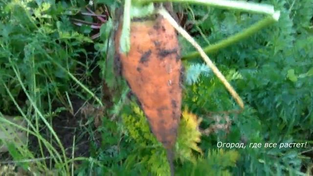 368. Секрет урожайной морковки смотреть онлайн