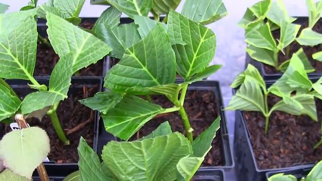Propagating Hydrangea Cuttings The Easy Way