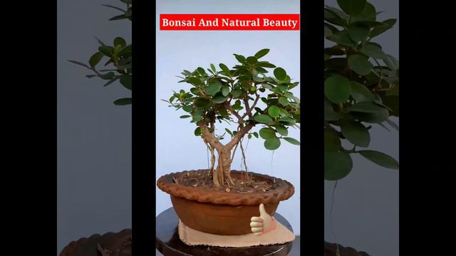 Ficus Microcarpa Green Island#chinese Green Island Bonsai#Ficus bonsai@banb22 смотреть онлайн
