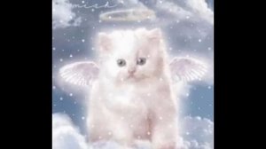 похороны кота