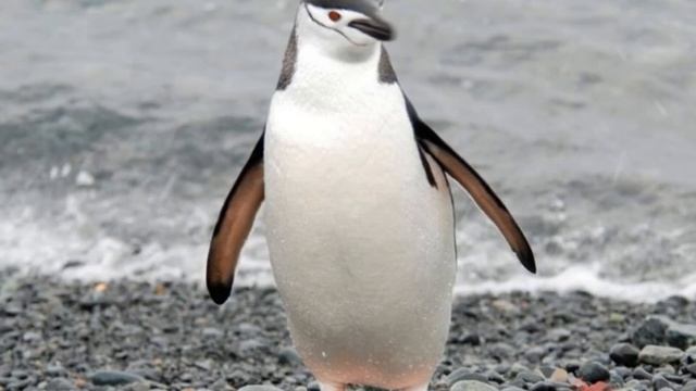 Эти загадочные пингвины
