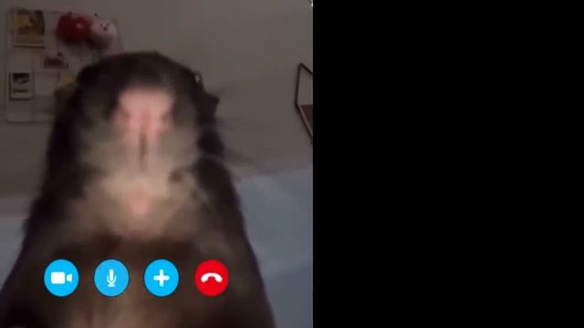 крыса звонит хомяку. смотреть онлайн