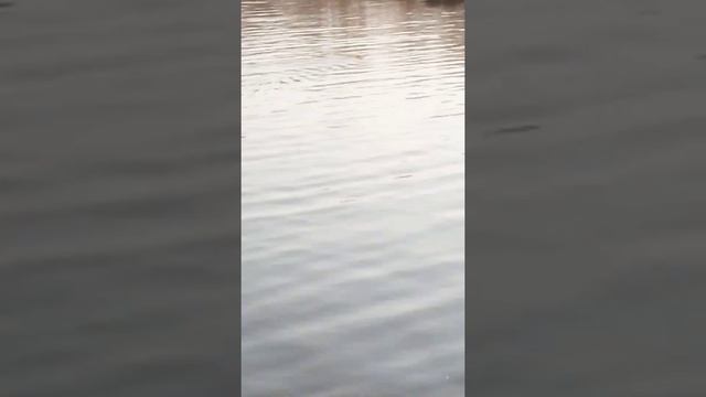 выдра на пруду смотреть онлайн