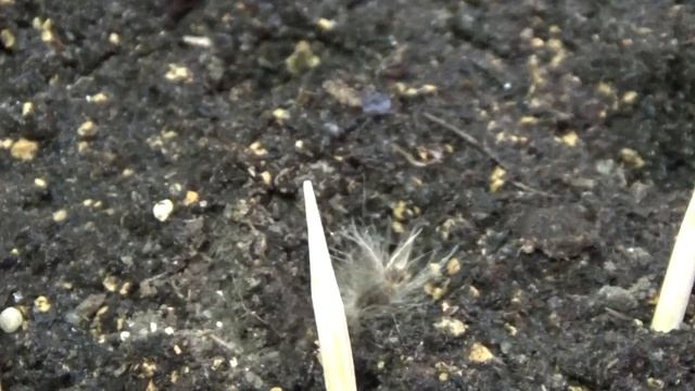 Сальвия и гац(з)ания на рассаду смотреть онлайн