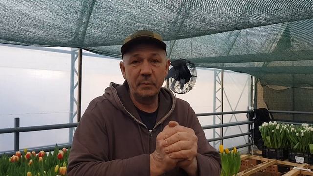 Выгонка тюльпана к 8 Марта 1 марта смотреть онлайн