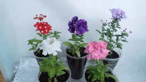 ?ВЕРБЕНА ! ВЫРАЩИВАНИЕ В КОМНАТЕ . ?