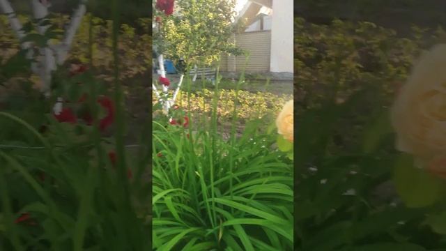 Простосад. Начало цветения роз. Рококо, Алегрия, Голден Селебрейшин, Сезар, Джеймс Гелвей, Дон Жуан смотреть онлайн