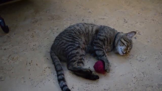 Какой запах отпугивает кошек ¦ Вы будете удивлены! ¦ Как отучить кошку от пакостей؟ смотреть онлайн