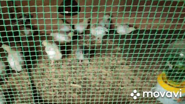 БРОЙЛЕР КОББ-500 ? 1 килограмм за 15 дней !!! смотреть онлайн