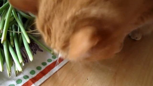 Секретные рецепты