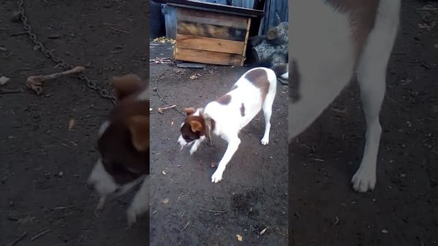 Забрали с улицы , теперь они наши ! смотреть онлайн